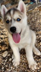 Perfect Christmas Gift (Siberian Husky puppies 4 sale in Bell Country)