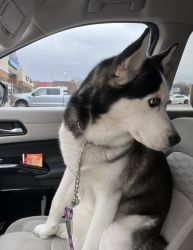 I’m selling my smart and sweet 2 year old Siberian Husky.