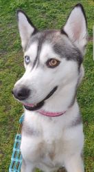 Beautiful female Siberian husky 1 years old with papers purebred