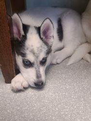 8 Wk.Old Husky Mix Puppies For Sale