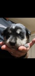 Husky lab puppies for sale