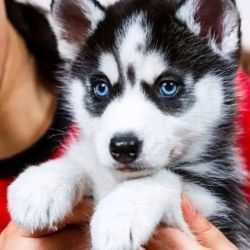 Blue Eyes Siberian Husky Puppies For Sale Now