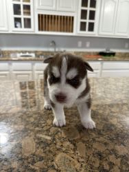 Siberian huskies for sell pure and beautiful