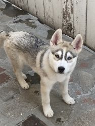 Siberian husky for sale