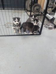 Husky pup for sale