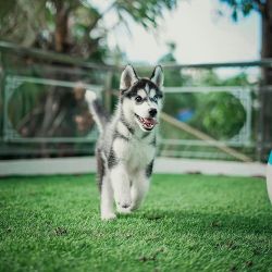 Courageous siberian husky puppies available