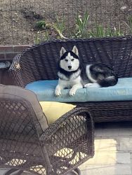 9 month old Huskey