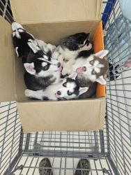 5 Beautiful Husky Puppies