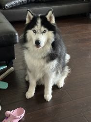 Looking for adopter for my great husky