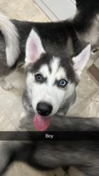 Husky puppies ready to rehome