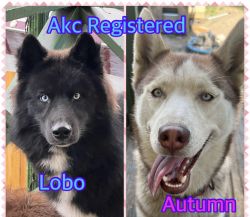 AKC registered husky puppies