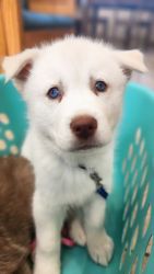 Husky puppies looking for their forever home
