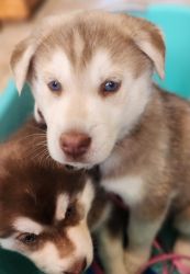 Husky puppy looking for her forever home