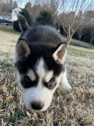 Puppy Husky For Sale