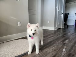 Puppy for sale in Greenville, SC.
