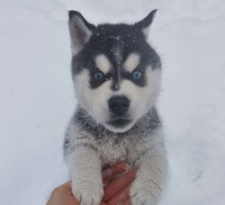 Blue Eyed Black & White Siberian Husky Champion Puppy