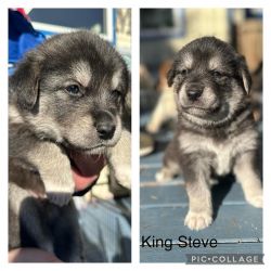 Siberian Husky Labrador mix puppies looking for loving homes