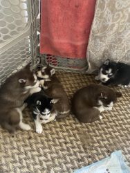 Husky pups for sale starting at $600