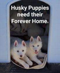 White Husky puppies
