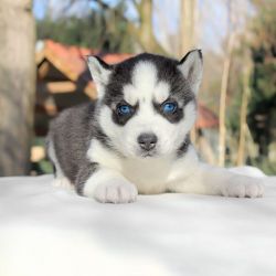 Pedigree Husky Puppies For Sale