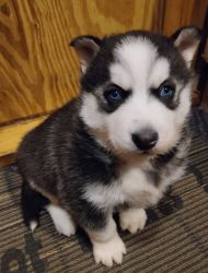 Blue Eyed Black & White Female Husky Puppy