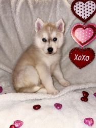 AKC Siberian husky puppy (Tango)