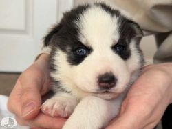 Chunky Siberian Husky Puppies Male and Female