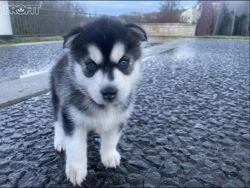 Siberian Husky Puppies for sale!!