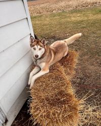 Husky in need of good home