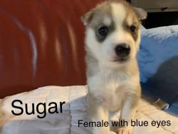 Siberian huskies with blue eyes almost 2 months old