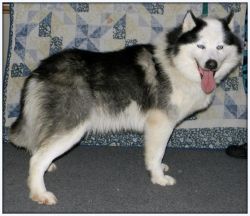 Siberian Husky Puppies ~ Due March 2014