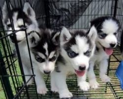 Siberian Huskies for Adoption