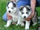 siberian husky puppies for sale
