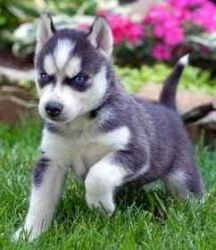 Charming Siberian husky puppies For Sale