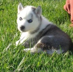 Two Siberian Husky Puppies For Re-homing