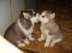 Breaking News-Romantic Siberian Husky Puppies