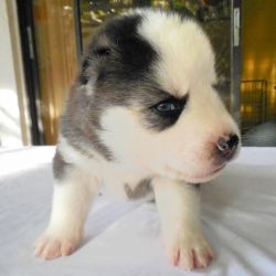 Beautiful Black and White Male Husky Puppy