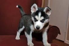 siberian husky puppies for free adoption