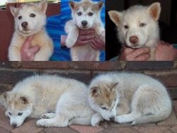 Siberian Husky pups for sale