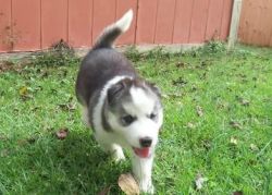 Swwet male and female Siberrian Husky for sale