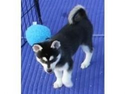 Determined Siberian Husky Puppies (xxx) xxx-xxx4,