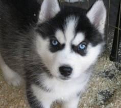 Blue Eyes Siberian Husky Puppies(435) xxx-xxxx..