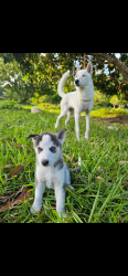 Husky Puppy’s All Males