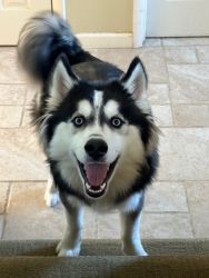 Husky Available for Immediate Adoption by a Loving Family