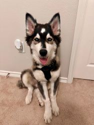4 month old Siberian Husky for sale near Irving, TX