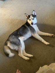 17 month old Siberian Husky Full blooded No papers