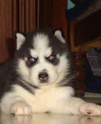 puppies of Siberian husky for sale