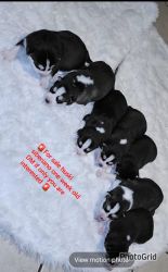For sale puppies