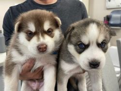 Cute Huskies Puppies available