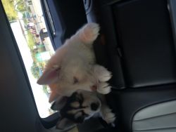 Wooly AKC husky puppies